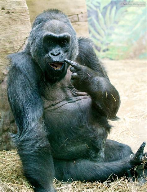 Funny Gorilla Pictures