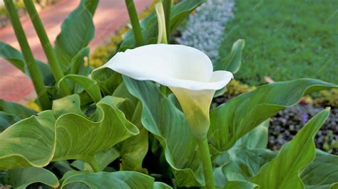 Premium Photo | Beautiful white flowers of zantedeschia aethiopica also ...