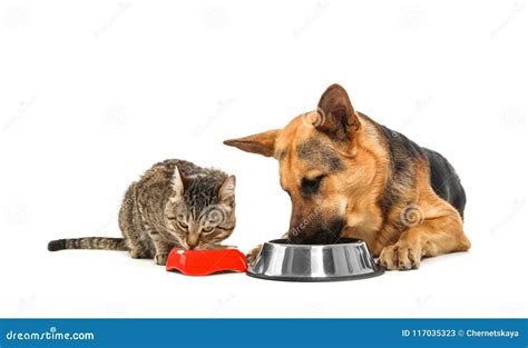 Why Do Dogs Eat Kittens at Logan Lovelace blog