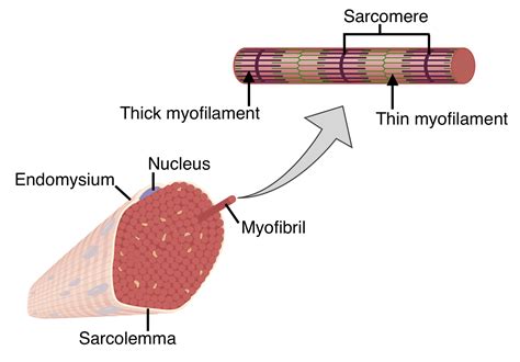 Muscle Fibers Myofibrils Sarcomere Diagram Muscle Fiber.html