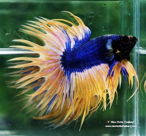 Image result for Betta Fish Compatibility
