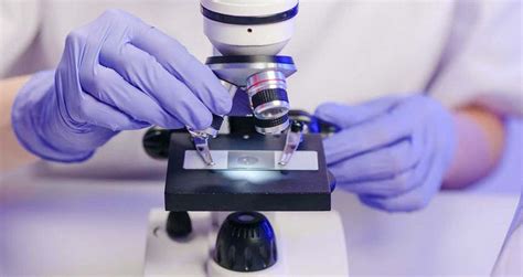 Image result for Objects Under the Dissecting Microscope