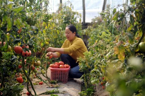 淄川区人民政府 镇办动态 淄川：富硒大棚里采摘乐