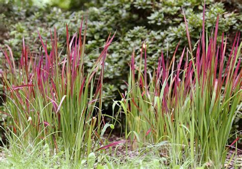 How to Grow and Care for Japanese Blood Grass