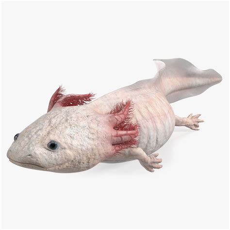 3D model Axolotl Albino Rigged for Maya | 3D Molier International