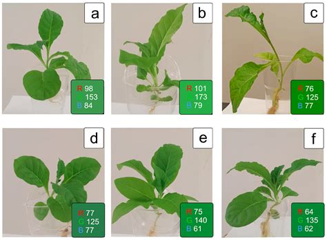 Superoxide Dismutase Premodulates Oxidative Stress in Plastids for ...