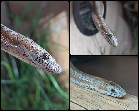 Nigel, my Rosy Boa : r/snakes