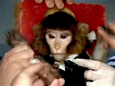 Iran sends second monkey into space (HT Tech)