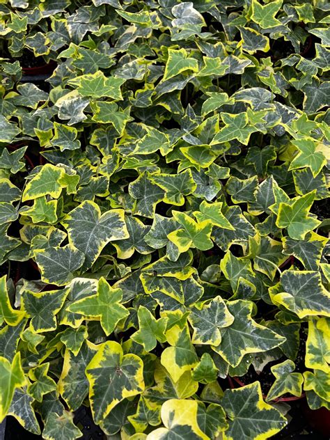 Gold Child Ivy, Trailing Plant, Climbing Plant, Easy Care House Plant ...