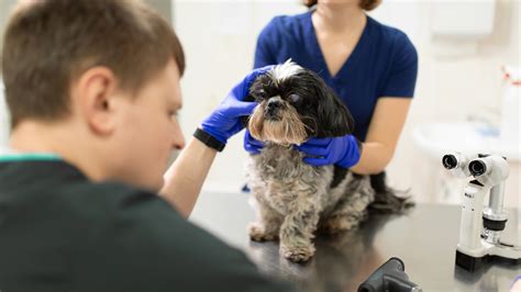 What Is The Average Cost Of Cataract Surgery For Dogs at Harrison Fitch blog