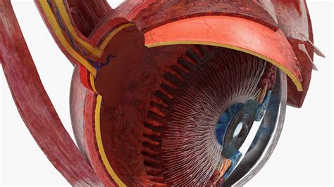 3D model Cross-Section of the Human Eye Left Part | 3D Molier International