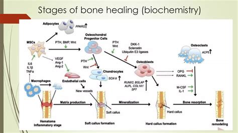 Image result for Bone Healing Process