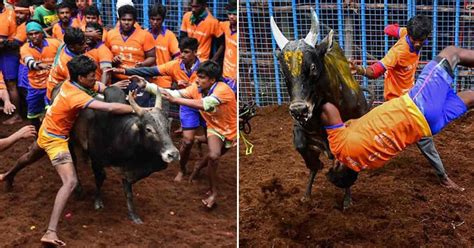Jallikattu 2021: Tamil Nadu's Famous Bull-Taming Sport Kicks Off With ...