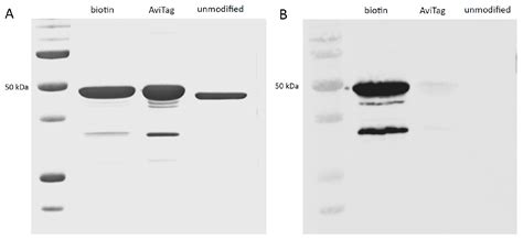 Expression and Site-Specific Biotinylation of Human Cytosolic 5 ...
