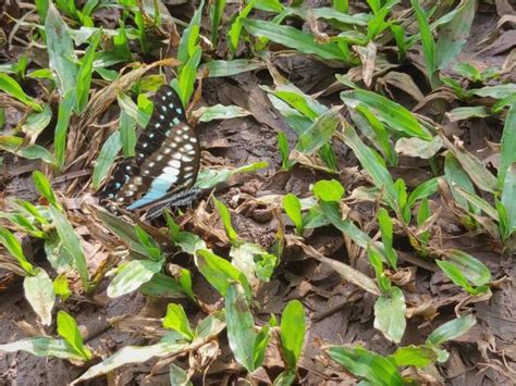 Graphium doson eleius | Butterfly
