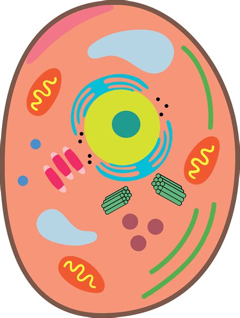 Free Cell Clipart, Download Free Cell Clipart png images, Free ClipArts ...