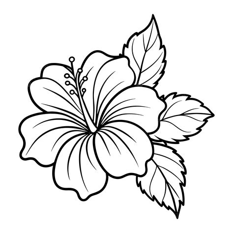 Black And White Hawaiian Flowers Drawings