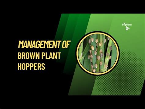 Brown Plant Hopper in Paddy: Prevention & Control Methods | BigHaat
