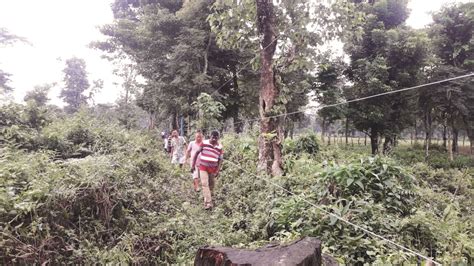 Alipurduar: Solar fencing in some forest villages to curb man-elephant ...