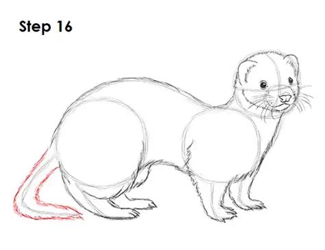 How to Draw a Ferret