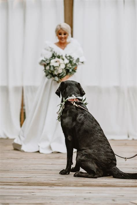 Image result for Dog Attacks Bride
