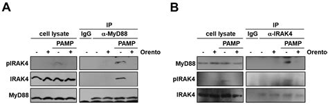 Inhibitory Mechanism of IL-6 Production by Orento in Oral Squamous Cell ...