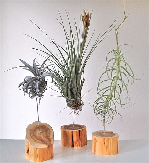 Air Plant Display Ideas 的图像结果