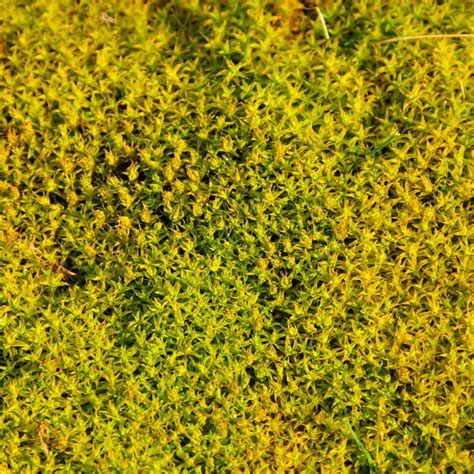 The Science Of Bryum Moss | Habitat, Distribution, Characteristics & More