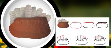 Image result for Cockroach Hatching