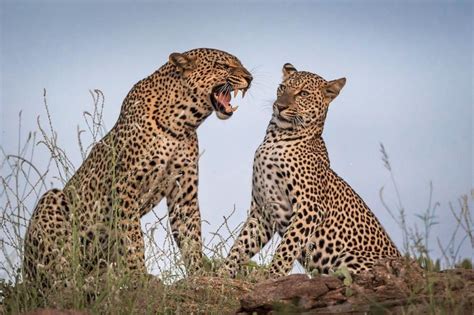 3 Great Days & 2 Memorable Nights Masai Mara Safari From Nairobi, Masai ...