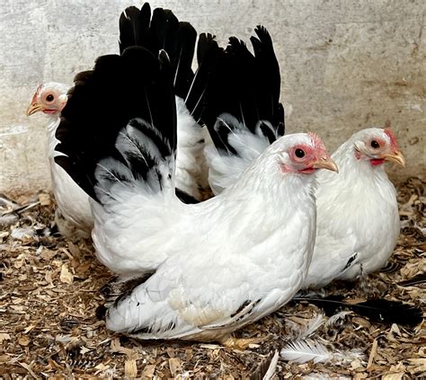 Japanese Chickens – Poultry Pages
