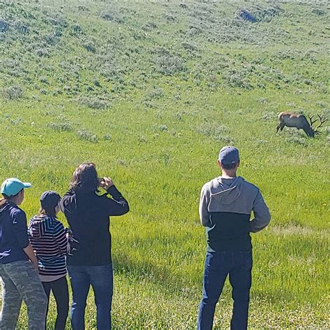 Private Tours of yellowstone (West Yellowstone) - All You Need to Know ...