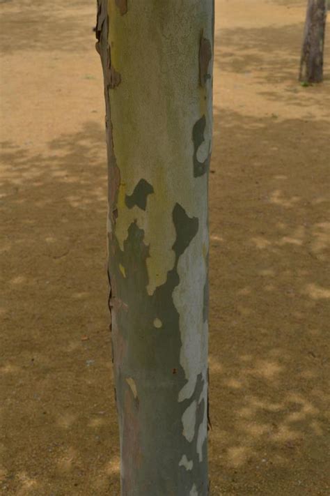 Platanus × acerifolia 'Bloodgood' - London Plane Tree, Bloodgood Plane ...