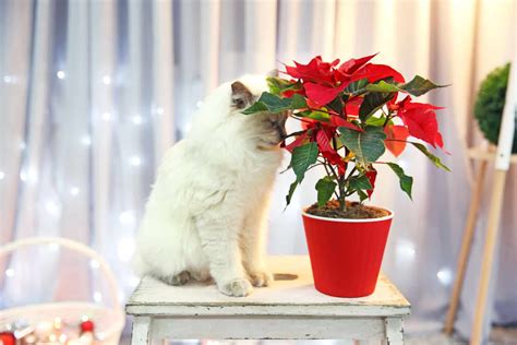 Are Poinsettias Poisonous To Cats - Everything You Need To Know