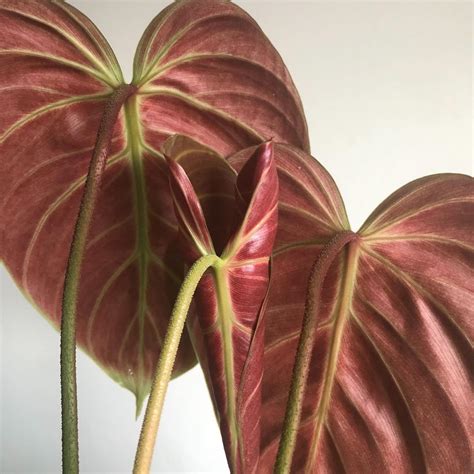 Philodendron El Choco Red | Soiled