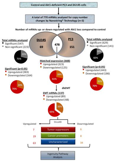 Regulation of Let-7a-5p and miR-199a-5p Expression by Akt1 Modulates ...