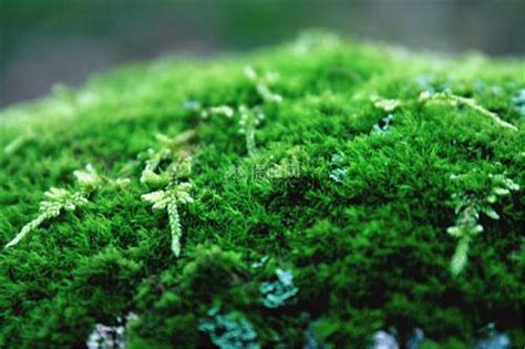 苔藓微景观 | 白发藓的鉴赏与栽培养护 - 知乎