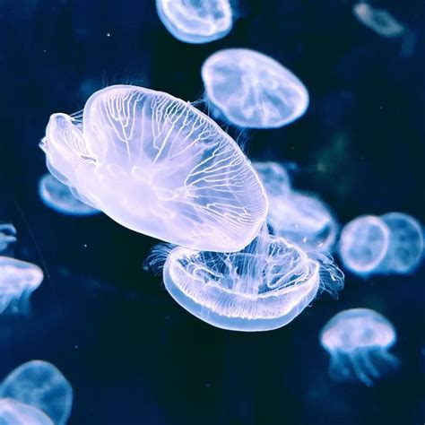 AUSPEX – 网络与现实的锚点