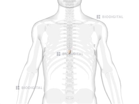 Xiphoid Process Problems 的图像结果