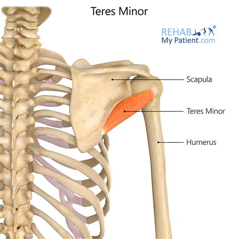 Teres Minor Teres Major
