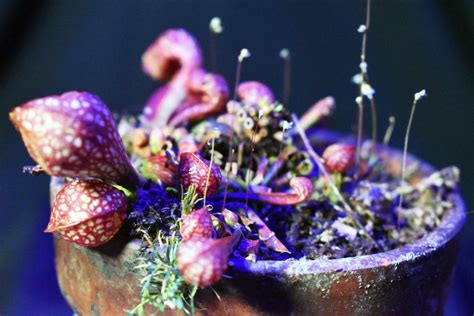 North American Pitcher Plants | Akron Zoo