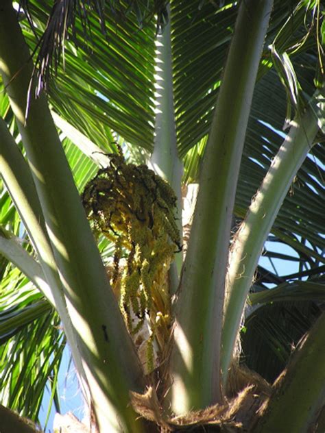 Online Plant Clinic