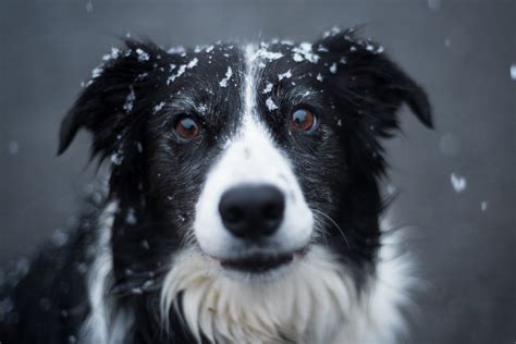 Dogs and Snow: How to Keep Your Pet Safe and Warm This Winter - A ...