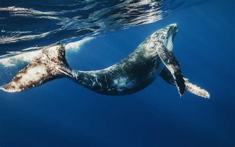 Bing Wallpaper Whale 的图像结果