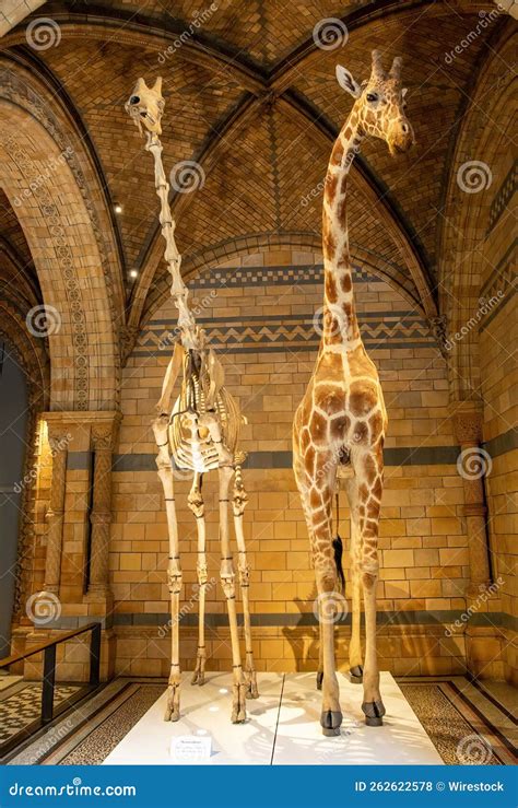 Giraffe Skeleton