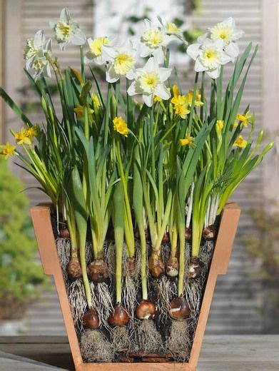 lasagna planting, layered planting, spring Bulbs, lasagne  