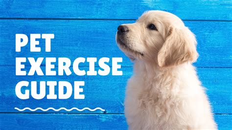 AnimealPet Exercise Guide | The Benefits of Regular Exercise