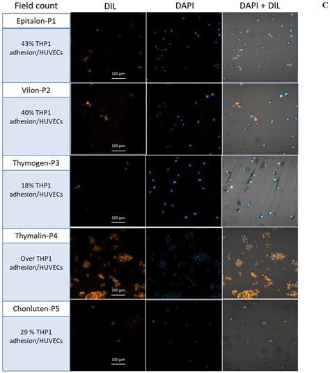 Peptides Regulating Proliferative Activity and Inflammatory Pathways in ...