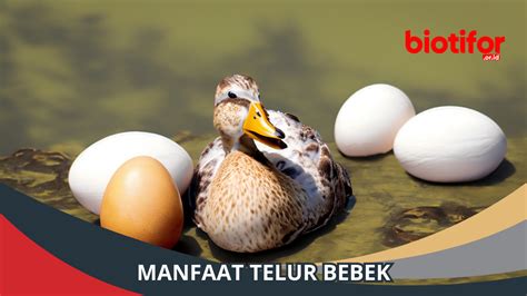 AMBIL SEKARANG