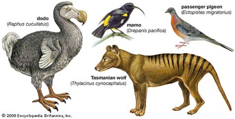 Image result for Cloning Extinct Animals